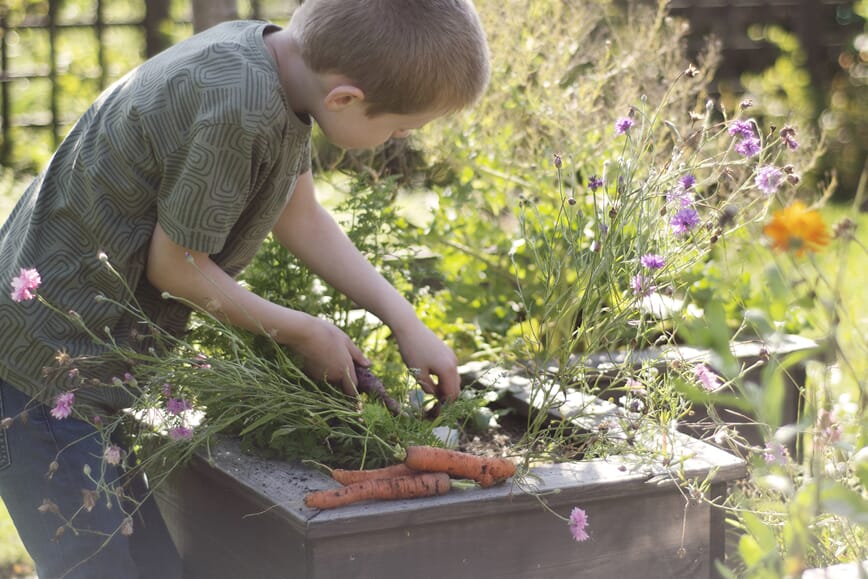 Gulrot i melkekartong kan fint dyrkes innimellom blomster