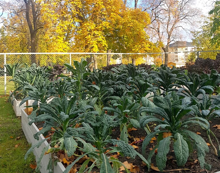 Bokashi i parken4.jpg