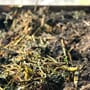 Fermentert hageavfall våren etter bokashi microferm 7.jpg